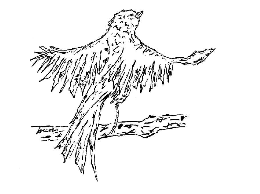 Bird Flying - Short Illustration Animation