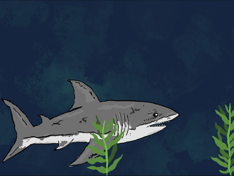Shark Animation-Explainer Animation
